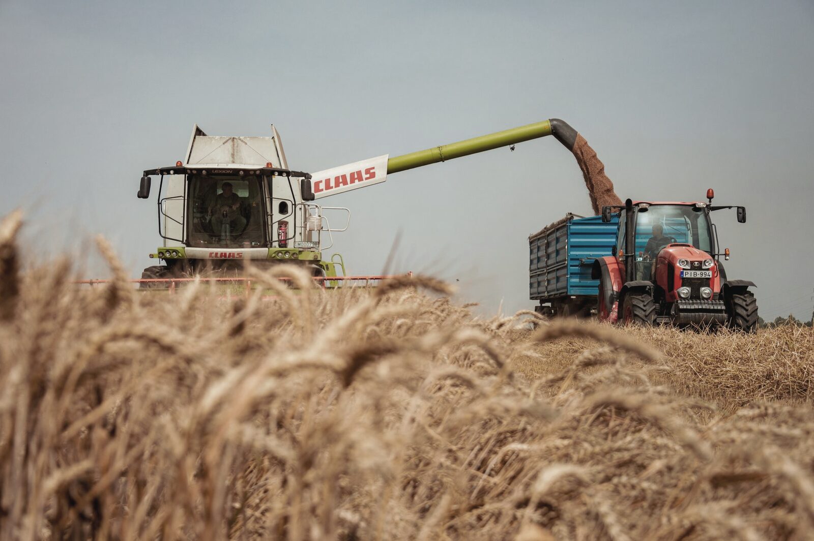 Combine harvester working a wheat field at harvest